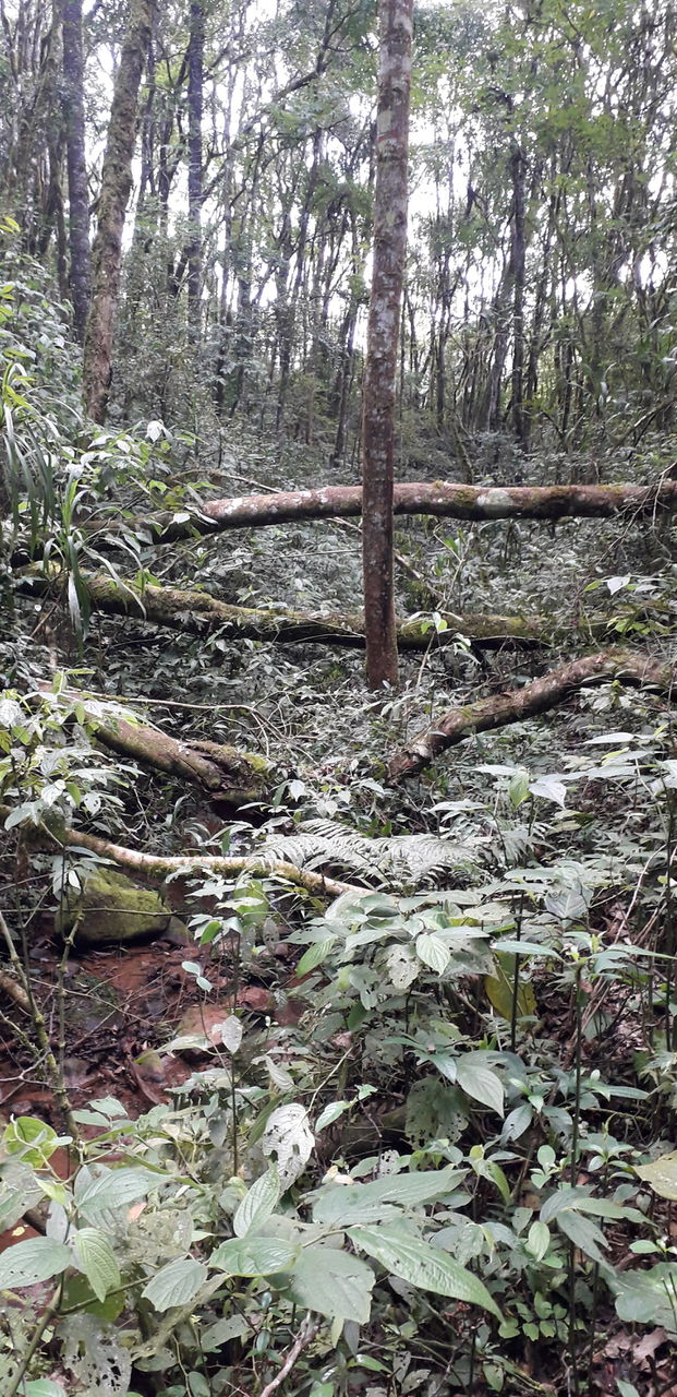 forest