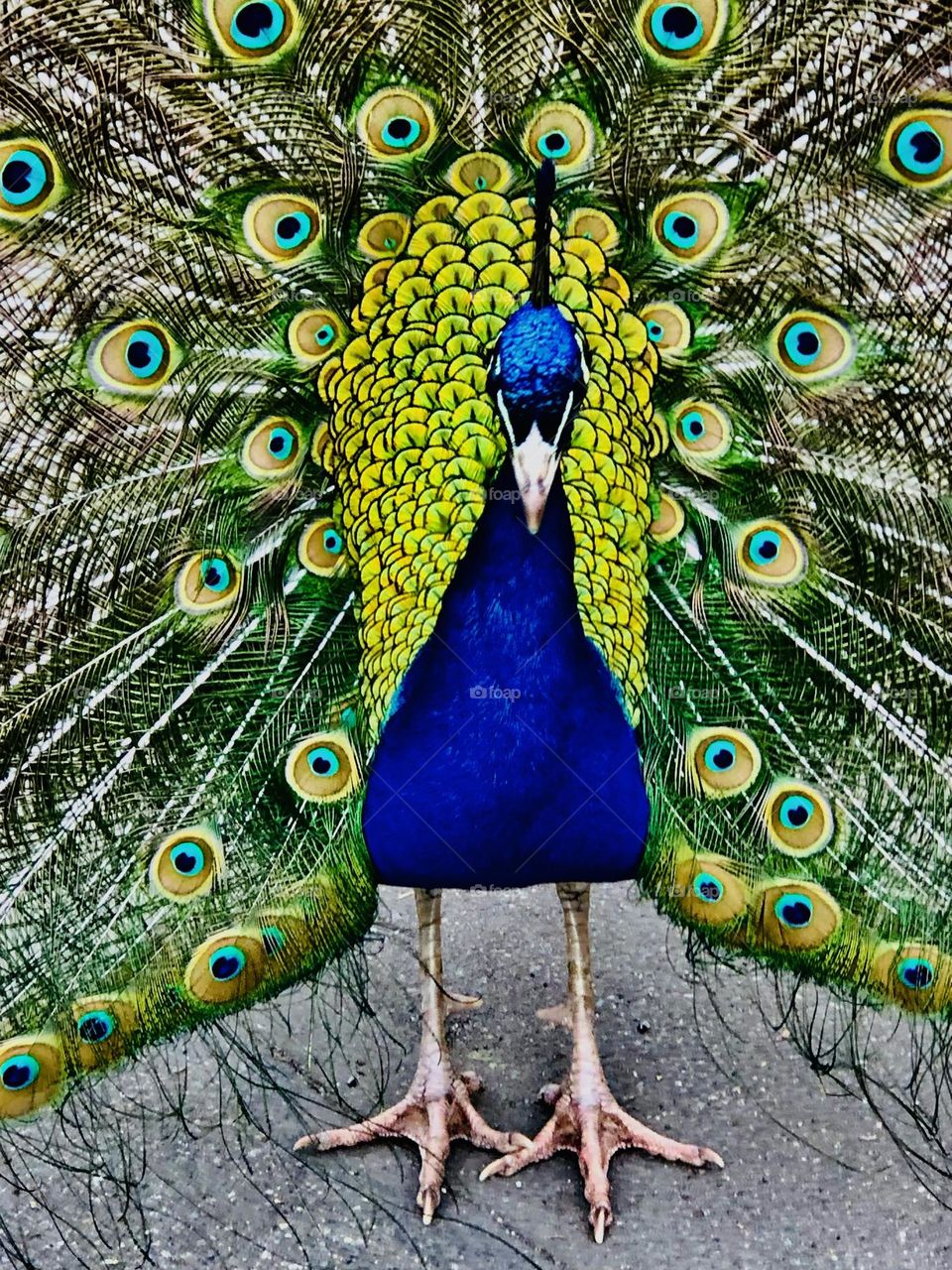Peacock 