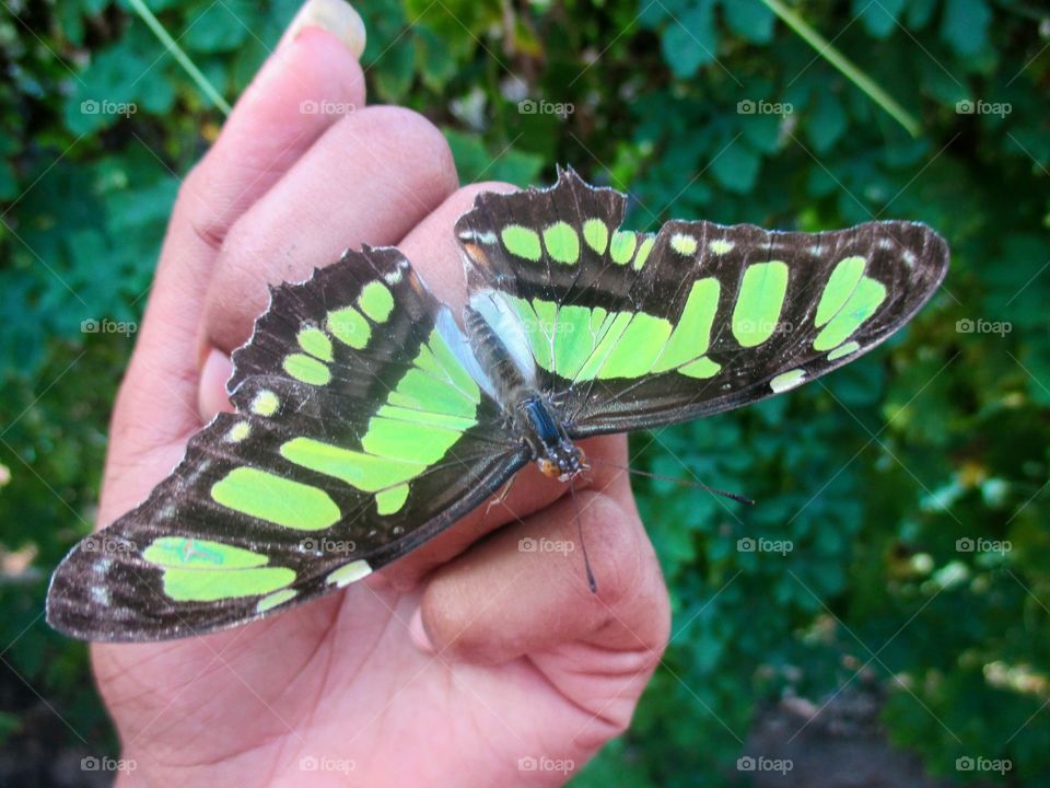 Malachite Butterfly