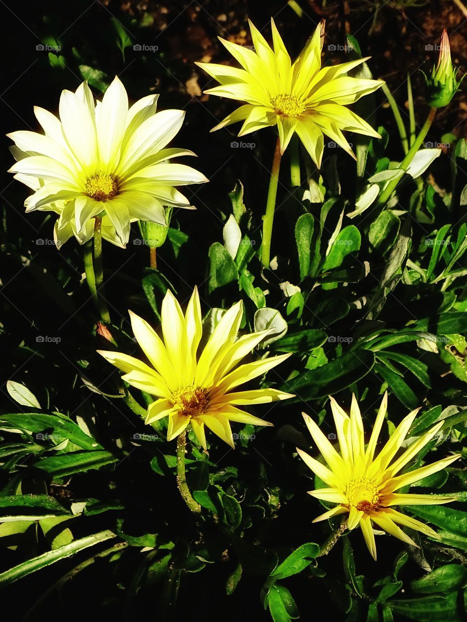 The pretty petals of the flowers