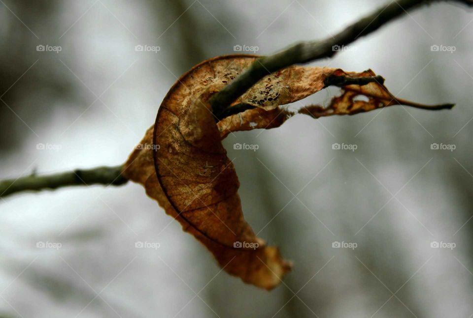 brown leaf stopped by a branch, midair.