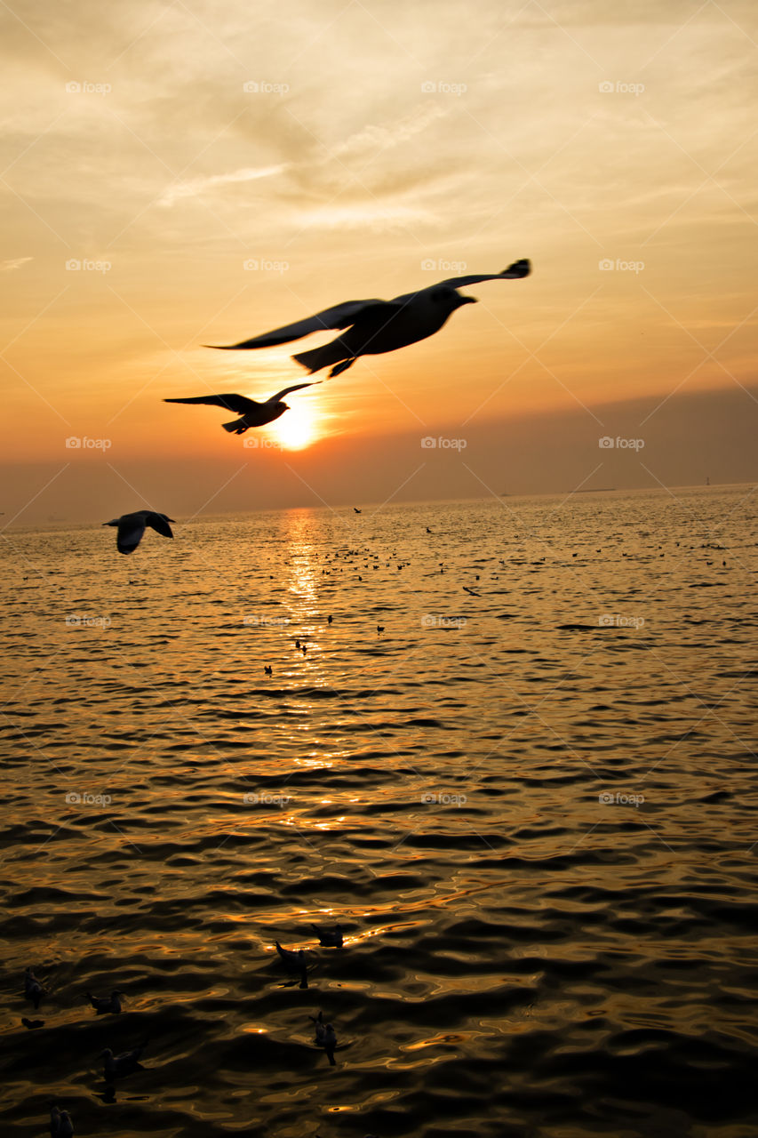 Sunset at the seashore with gulls.