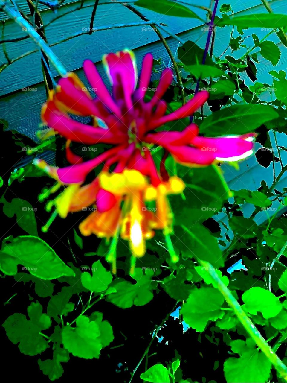 Lysergic Honeysuckle 