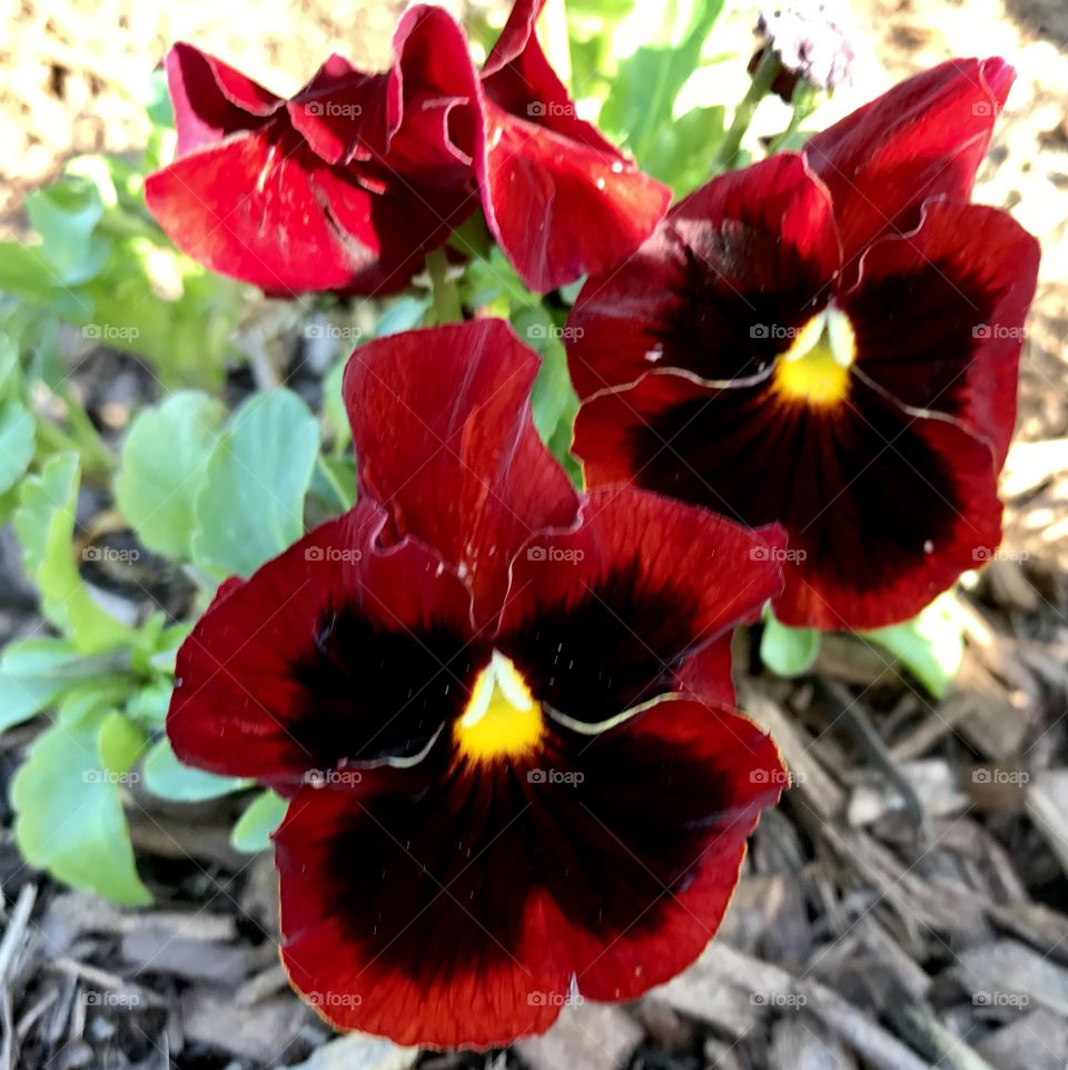 Dark Red Pansies