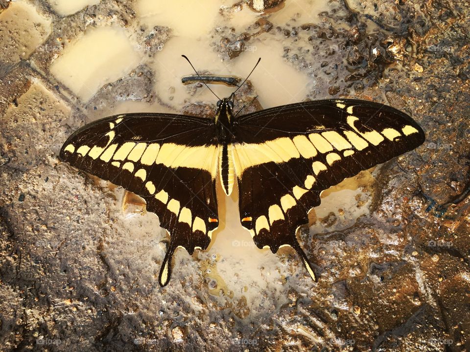 Butterfly taking a mud bath.