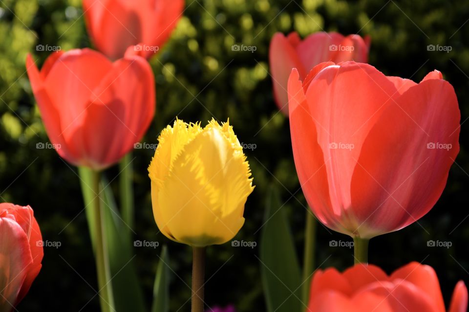 Close-up of tulips