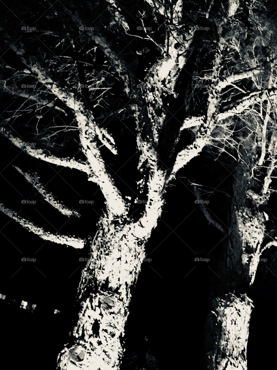 Trees in the night in black and white 