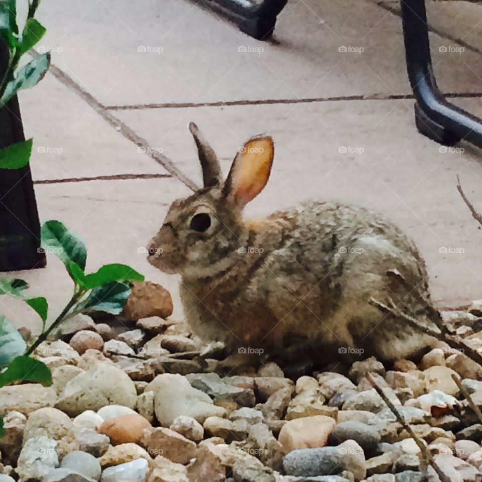 Animal hunt . Rabbits