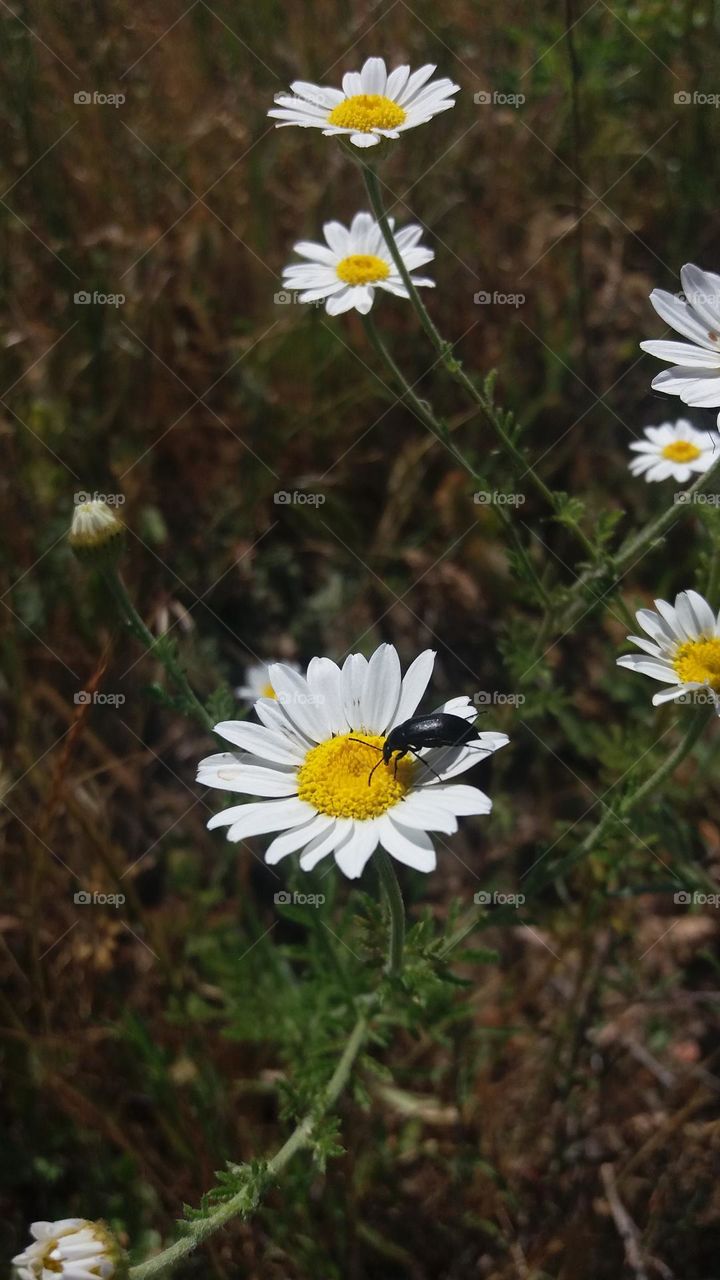 White wildflowers and black insects