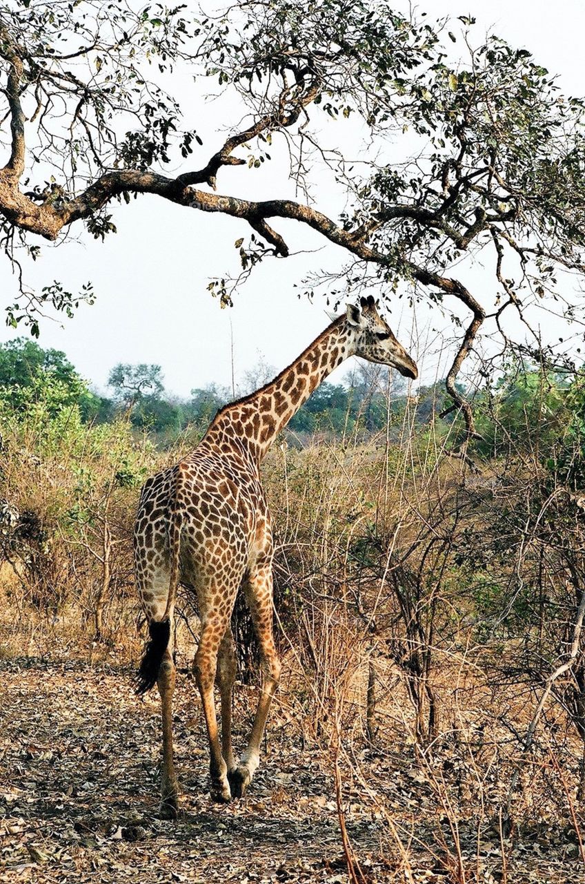 Photo safari, Zambia