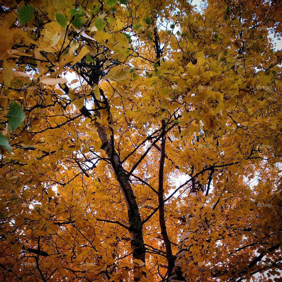 Surrounded by yellow leaves