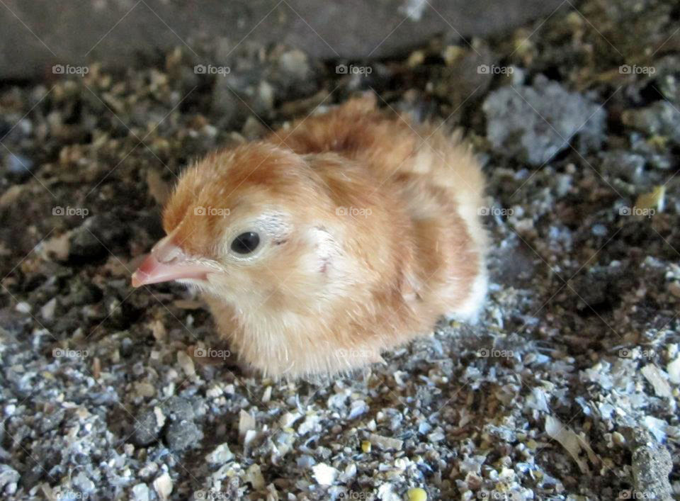 chick