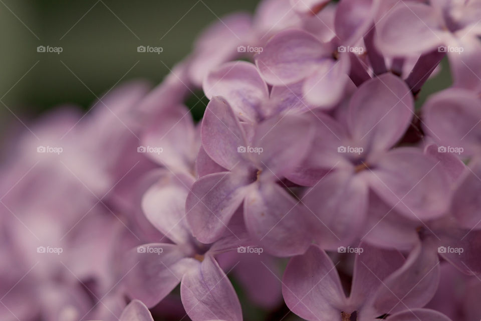 lilac