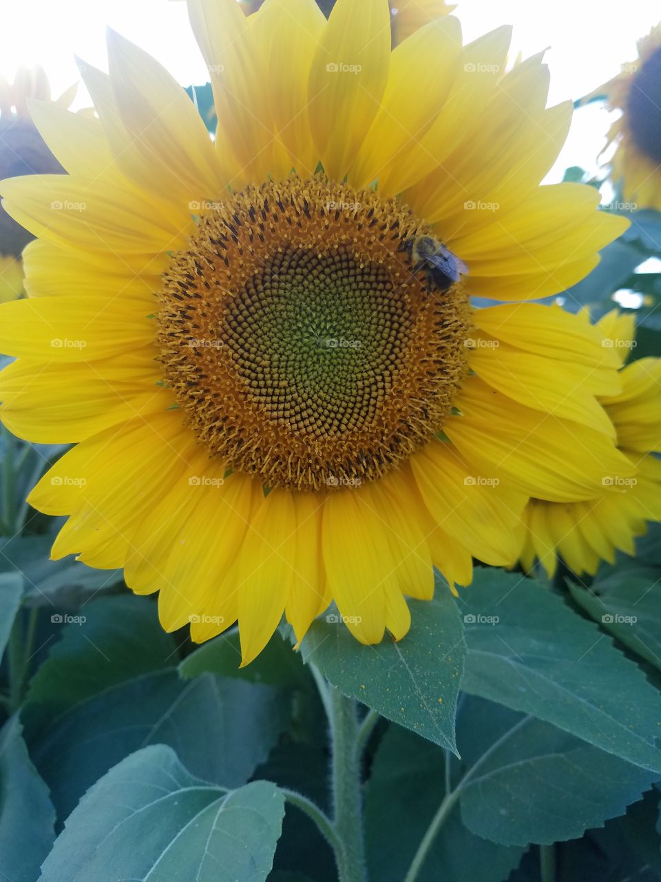 Sunflower from Penns Cave & Wildlife Park