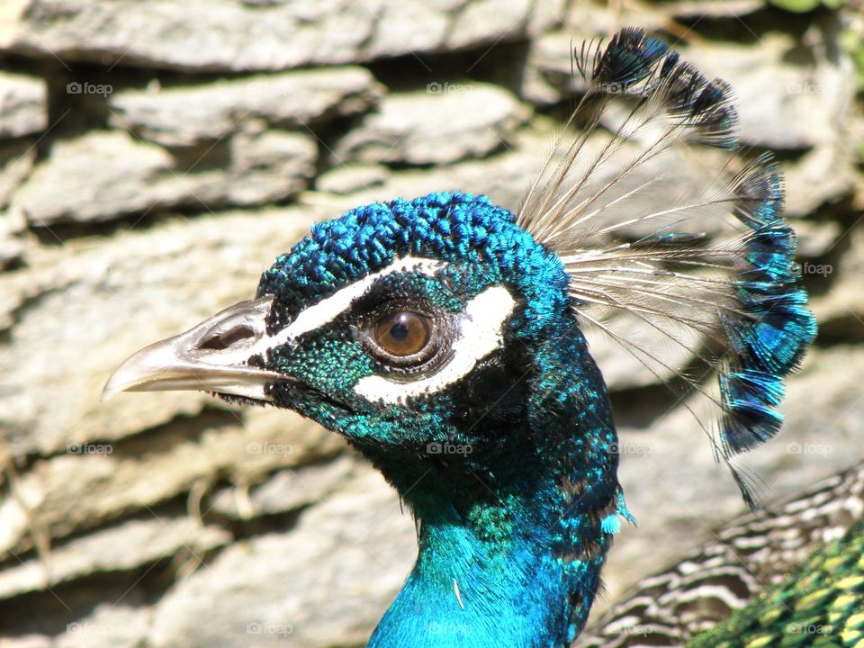 Close-up of peacock