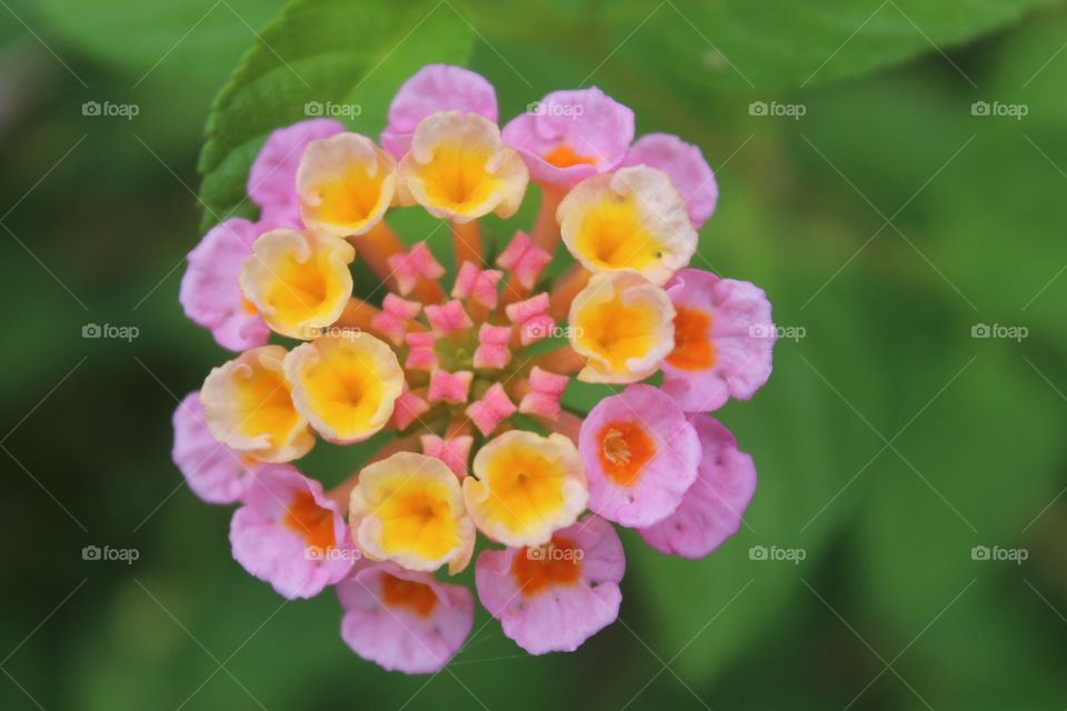 cute flowers...
lantana
