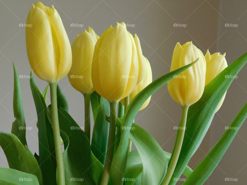 Yellow Tulips!