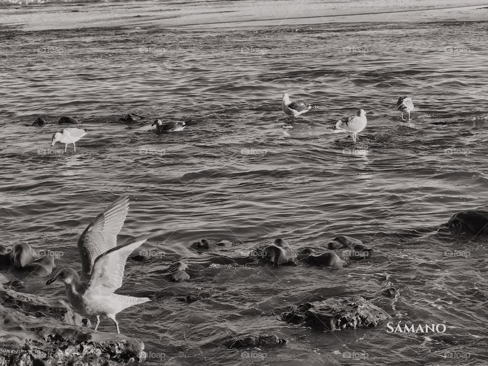 “En el mar...” ~ Life is so much more fun when you are by the ocean. This photo was taken at Capitola Village (CA). It is a small town, and one you must visit when in the Santa Cruz area. #BlackandWhite #Birds #Ocean