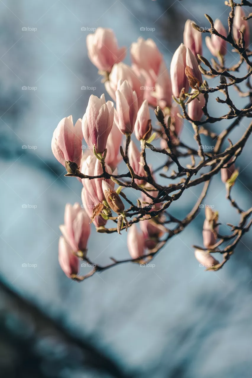 flowers