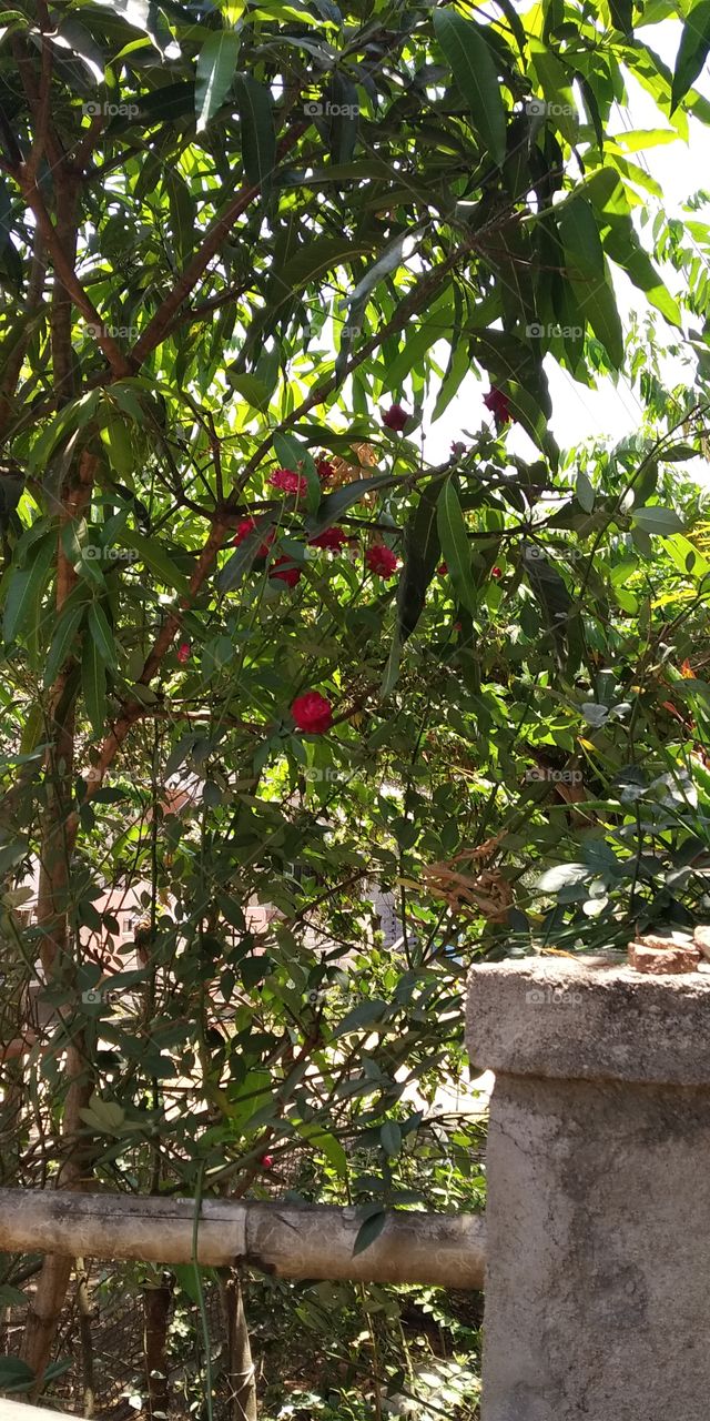 Red roses & mango plants in my garden