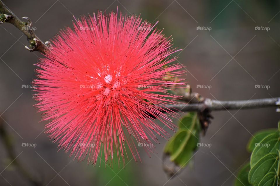 Calliandra red puff flower