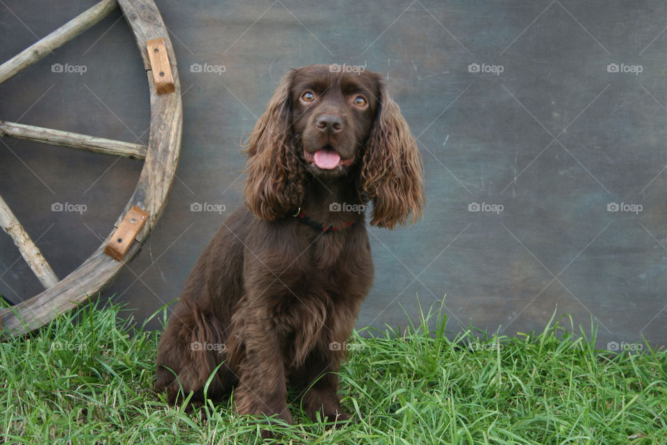 spaniel portrait