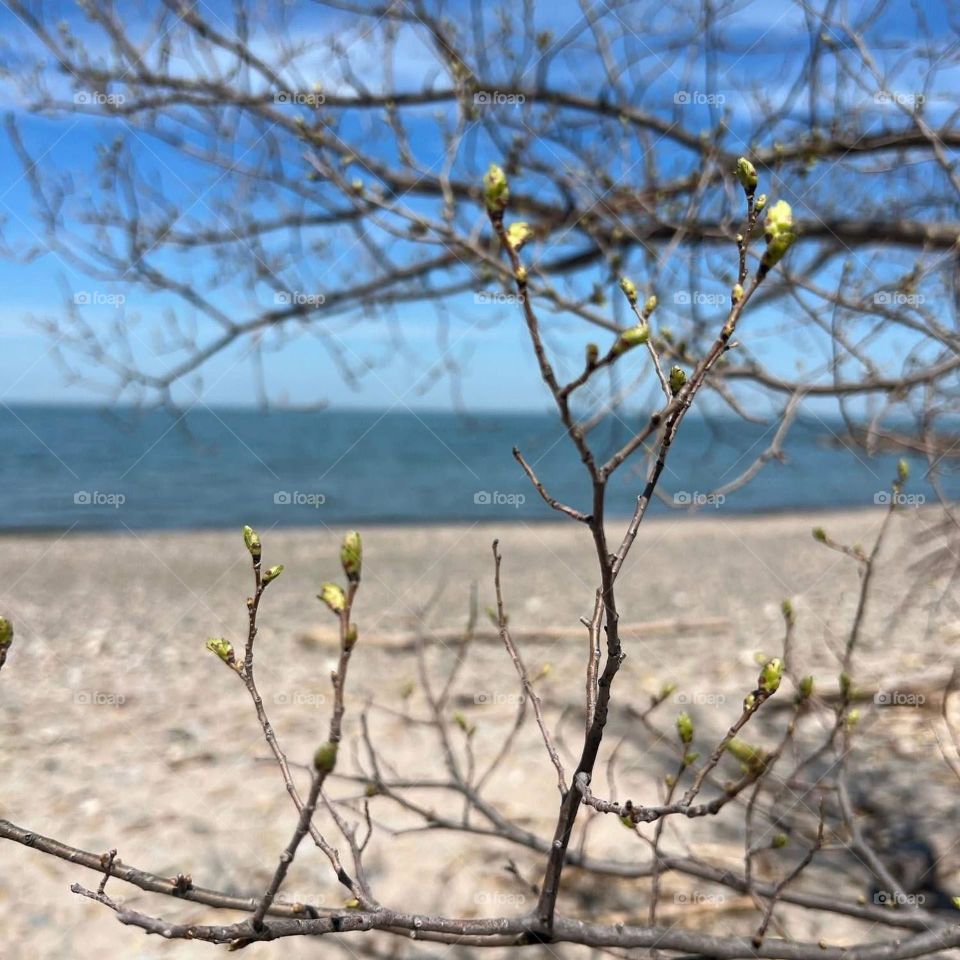 Picture, nature, winter, spring, sky, tree,