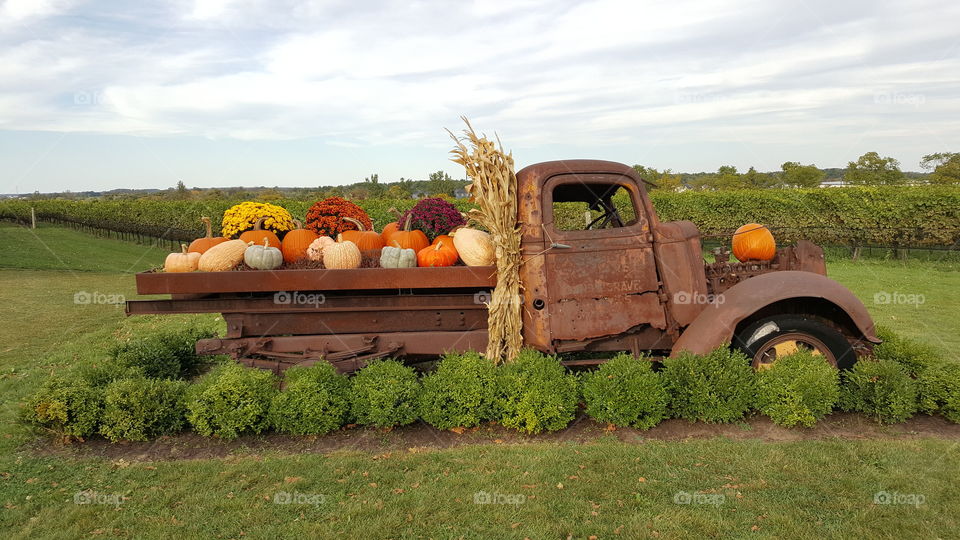 Antique truck loaded with pumpkins 
beautiful, artistic, sunny, colorful, nature