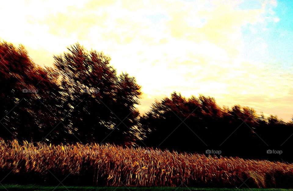 Autumn cornfield with tall green trees in the distance 