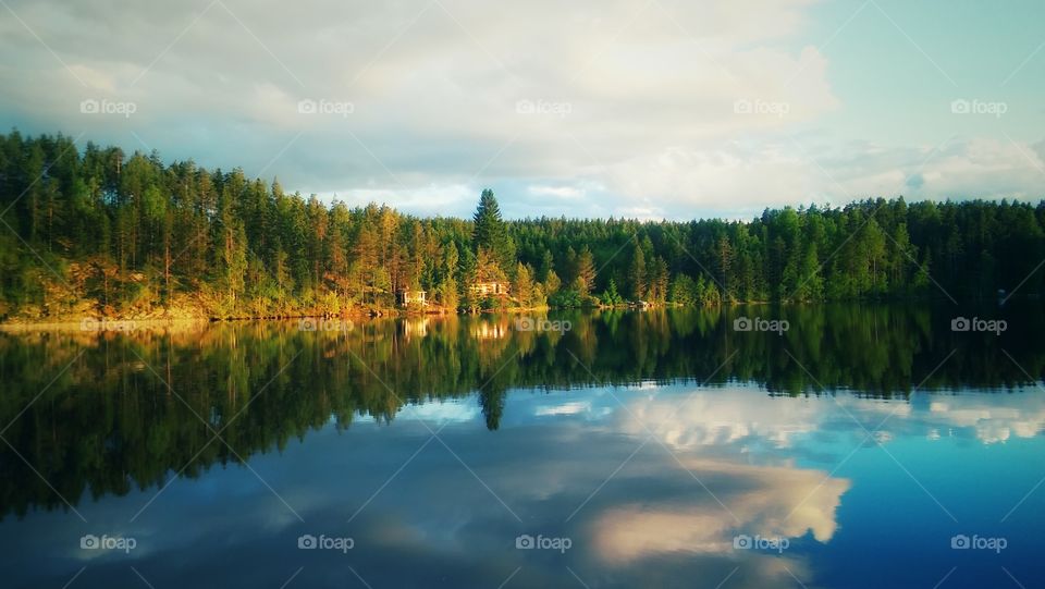 Finnish forest view