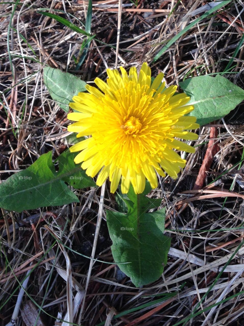 wild flower . dandelion