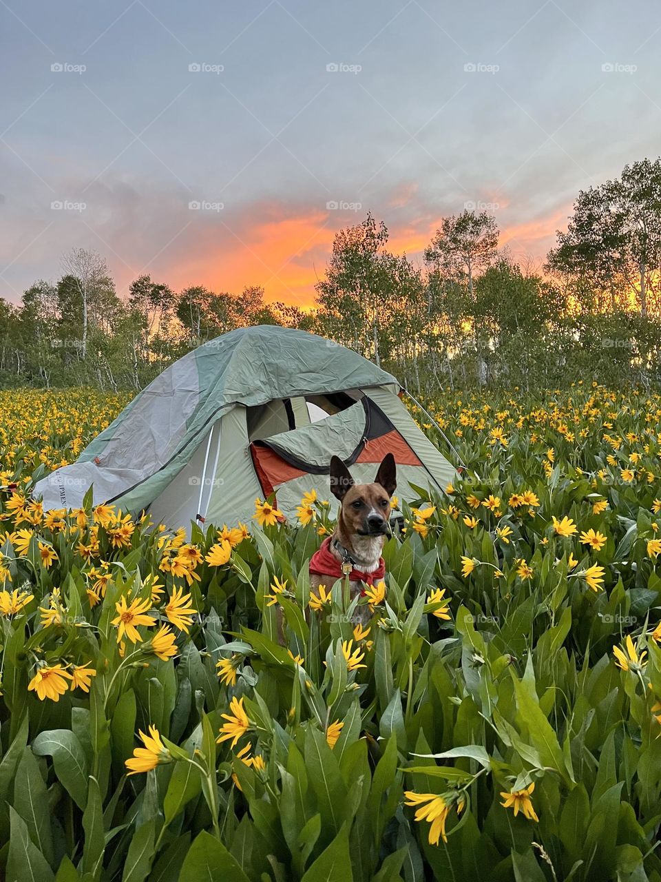 A serene sunset as we set up camp in the wildflowers 