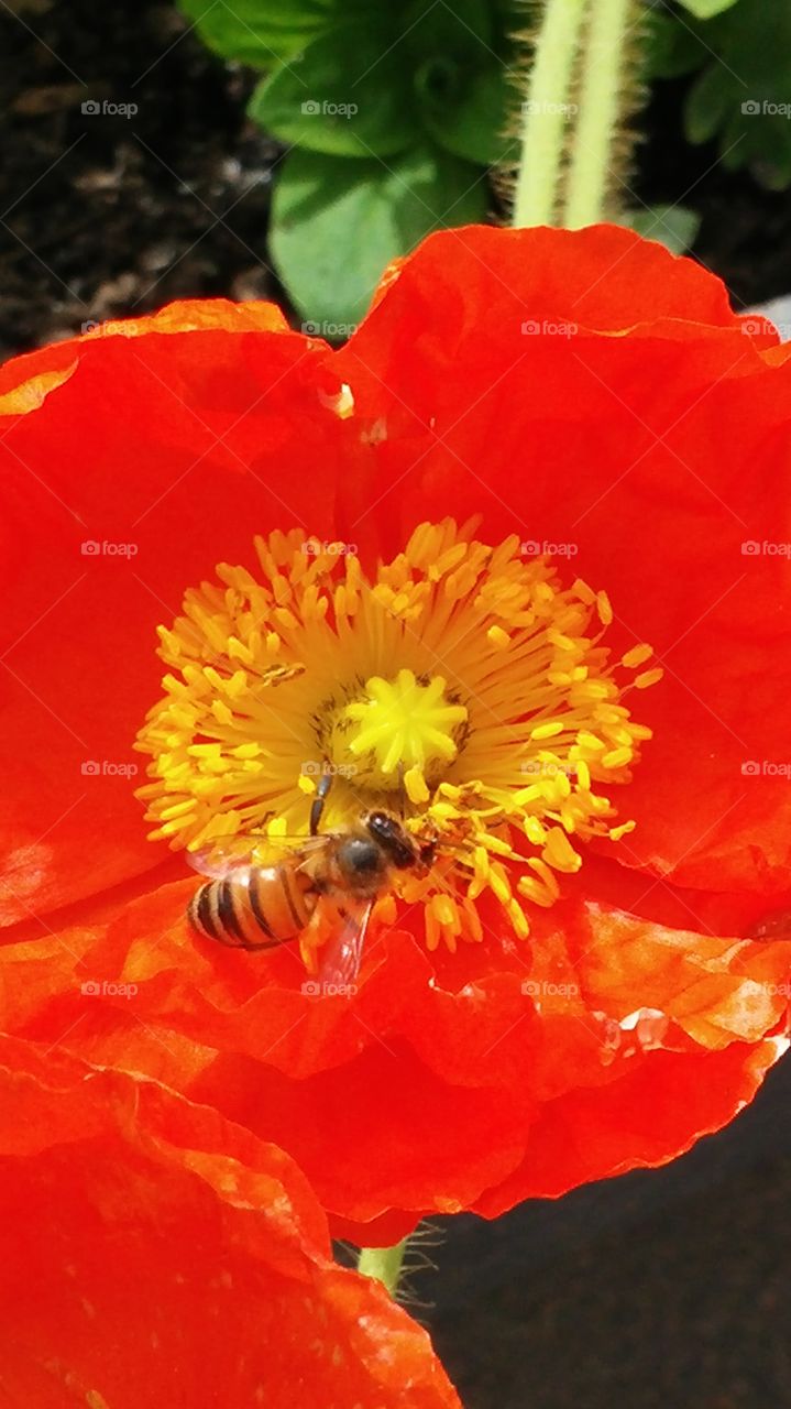 flower with bee