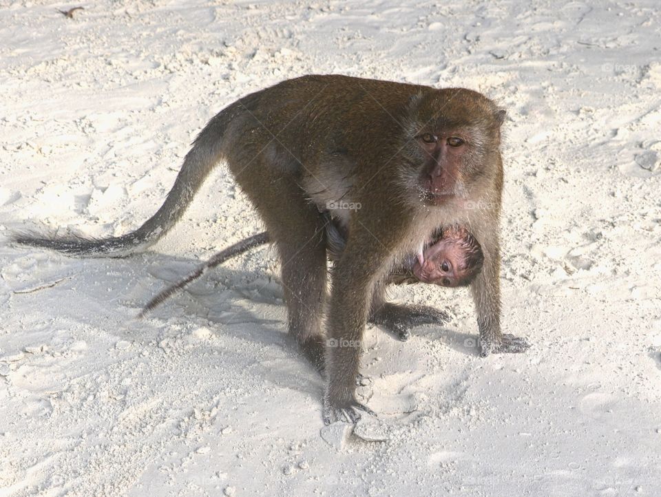 Monkey Beach near Phi Phi Thailand. Mommy monkey and her baby.
