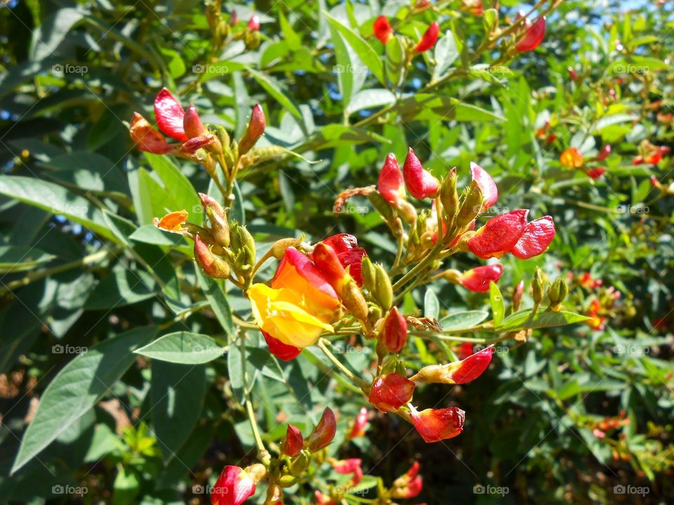 Gungo Peas Tree Blossom