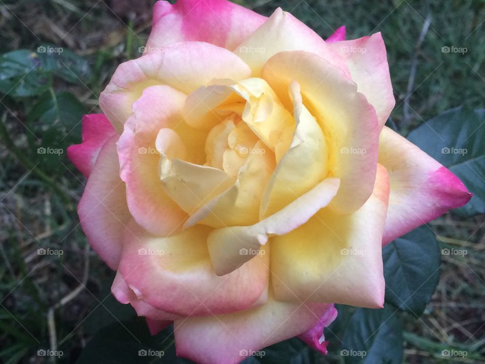 Fall Rose