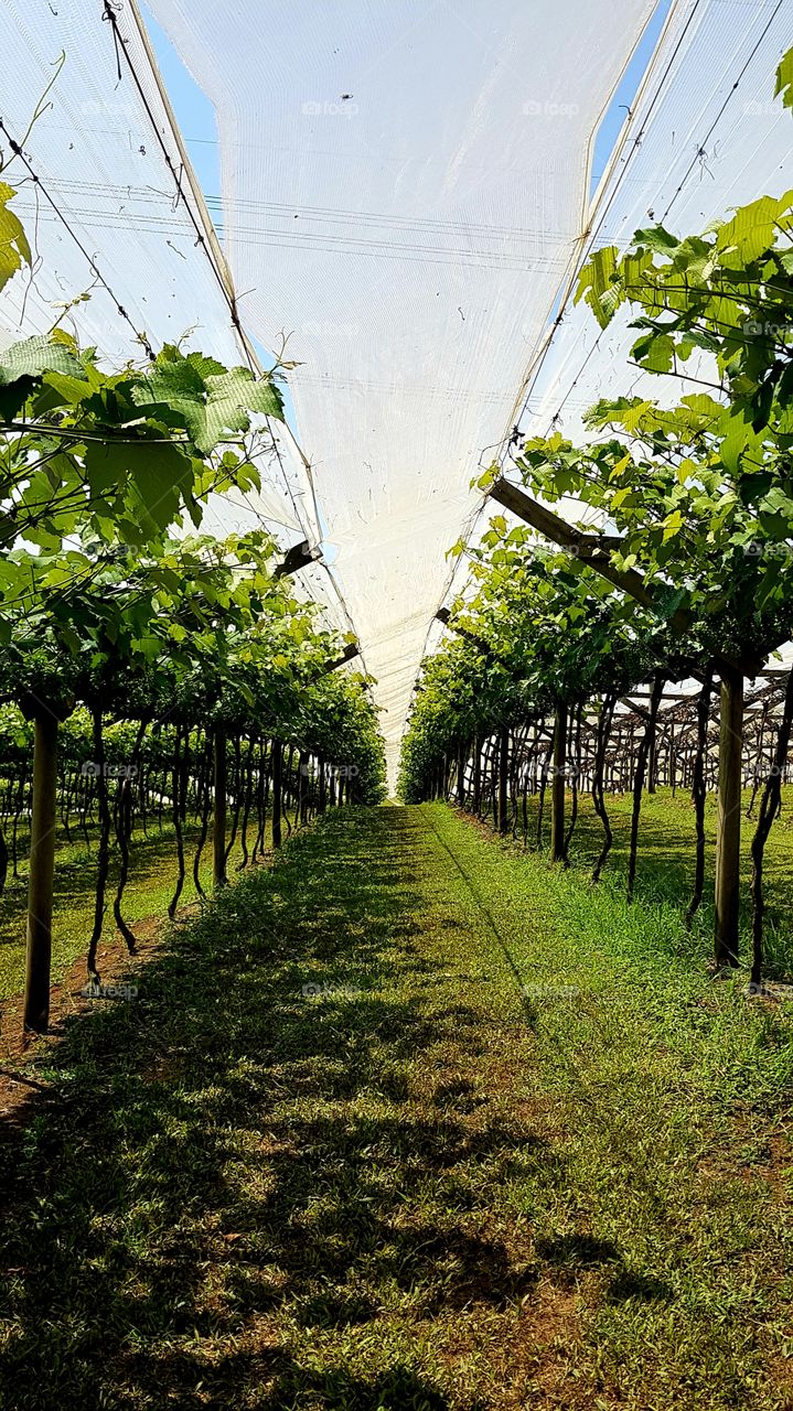 vineyard / grape vines / grape stems /