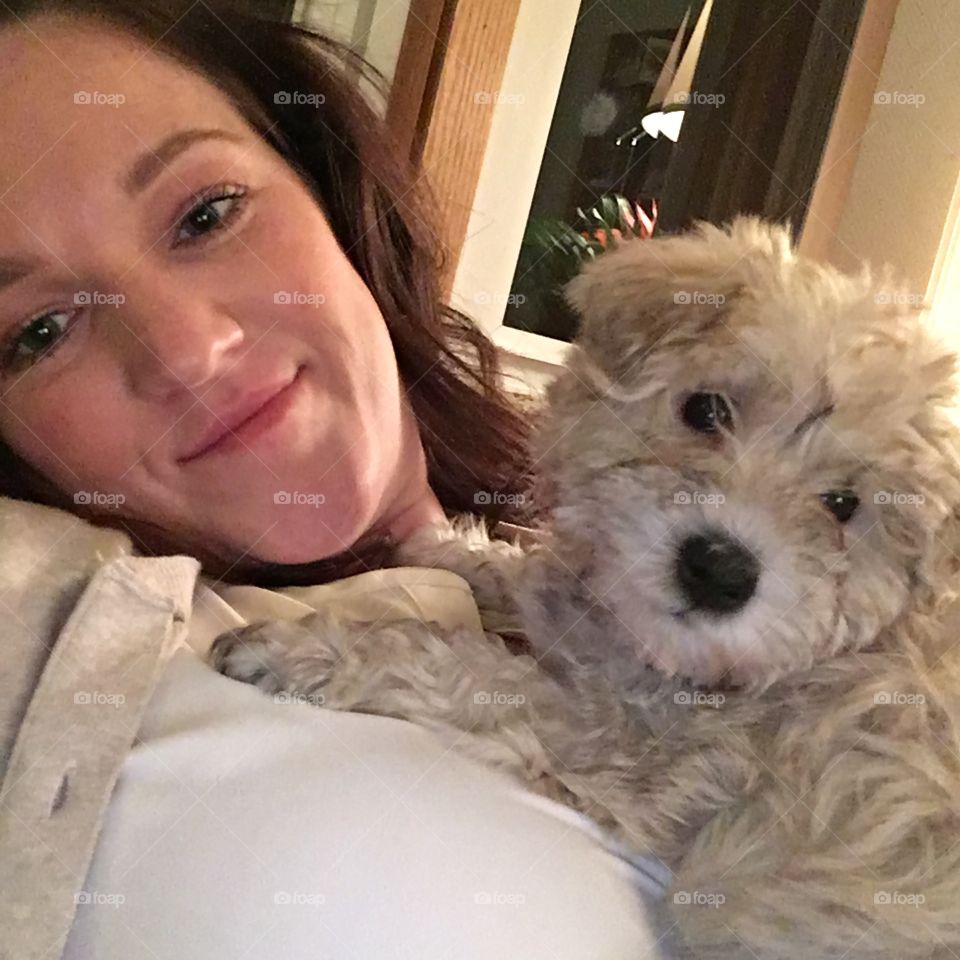 Minnie the schnoodle