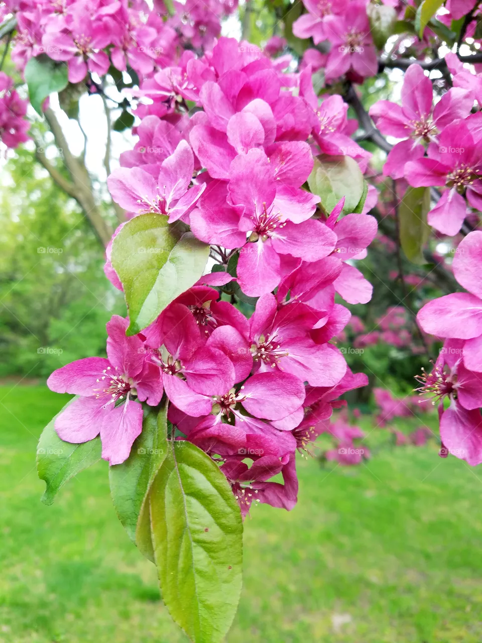 Nature, Flower, Garden, Leaf, Flora