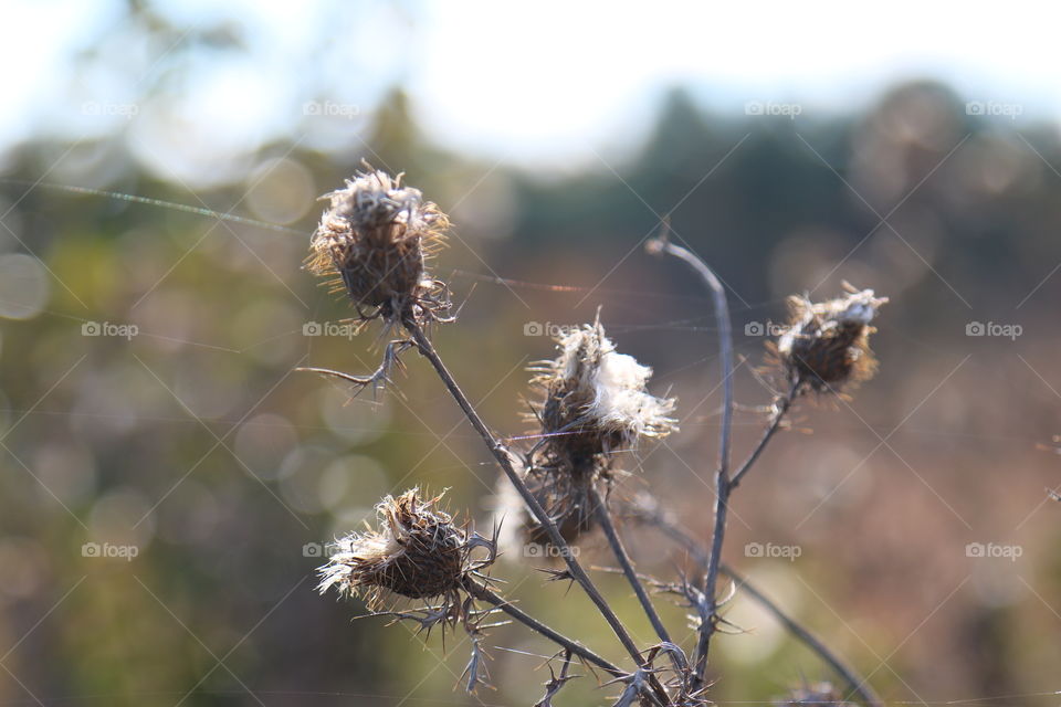 Nature, Flower, Outdoors, No Person, Tree