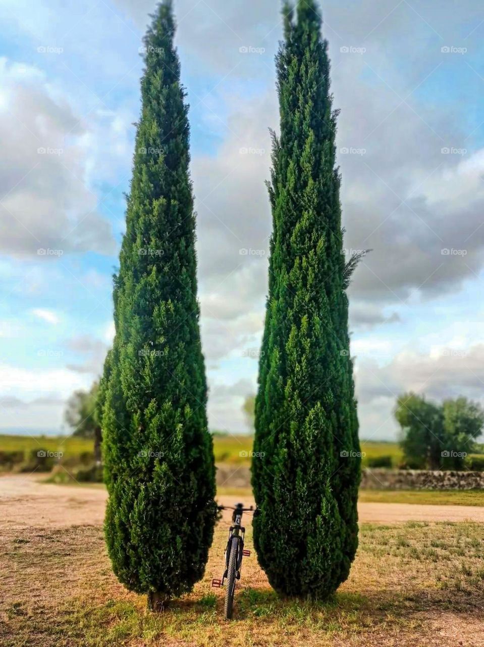 Portrait of a bicycle parked between two tall pine trees against a cloudy sky background