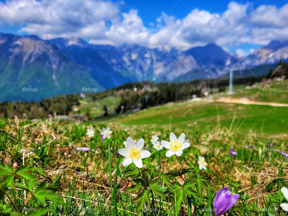 Top view of beautiful blooming flowers in spring in natural park close up.  Alps mountains landscape