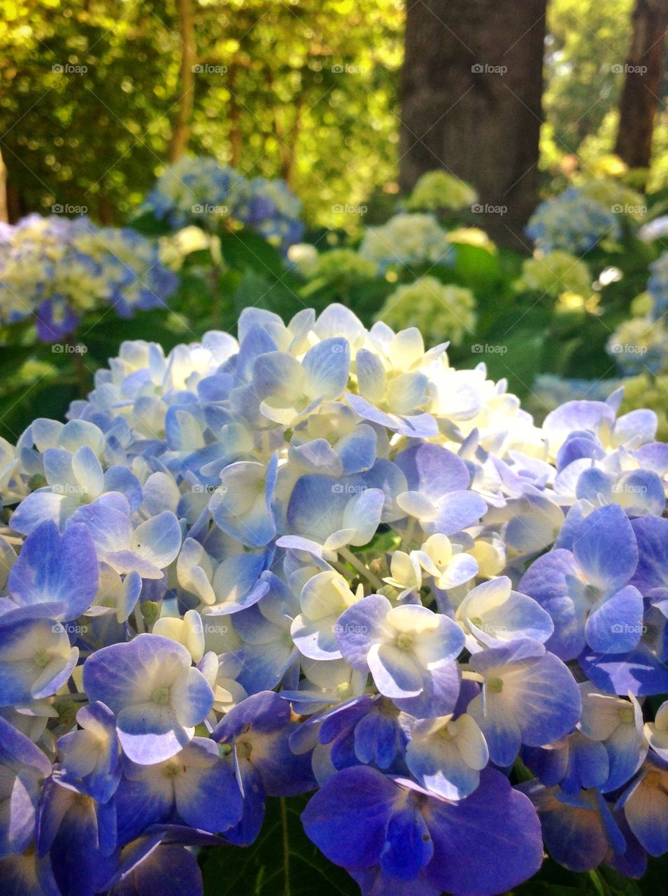Japanese blue . A spring hydrangea at reedy park.