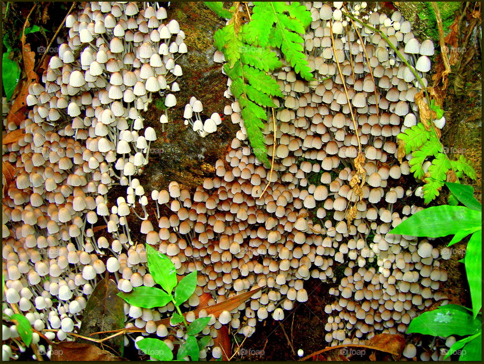 Natural mushrooms