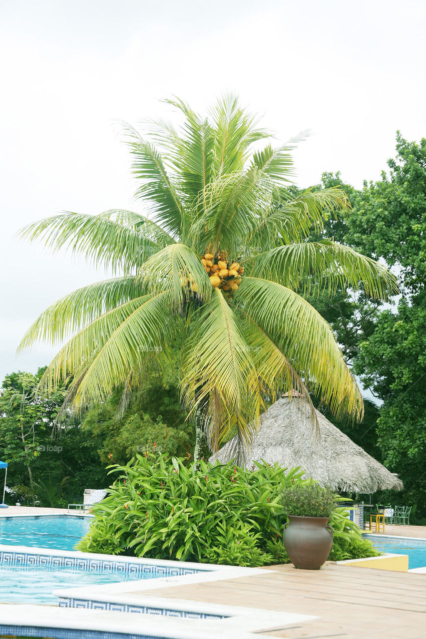 swimming pool next to a huge palm tree