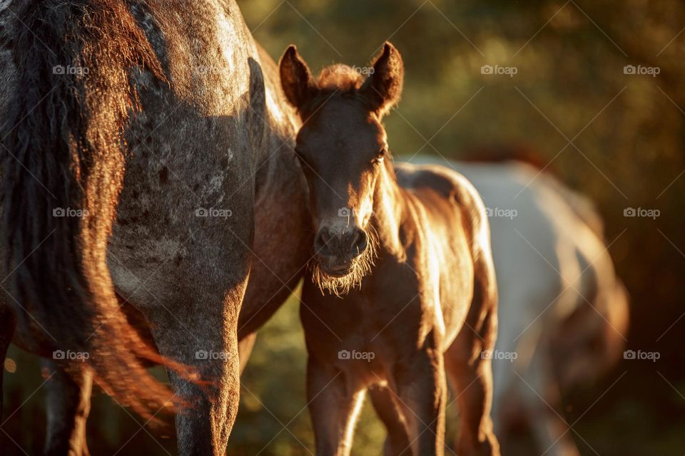 Herd of horses at sunset. Spanish PRE foals