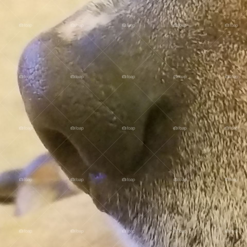 Wet nose kisses from my dog are the best kind of kisses.