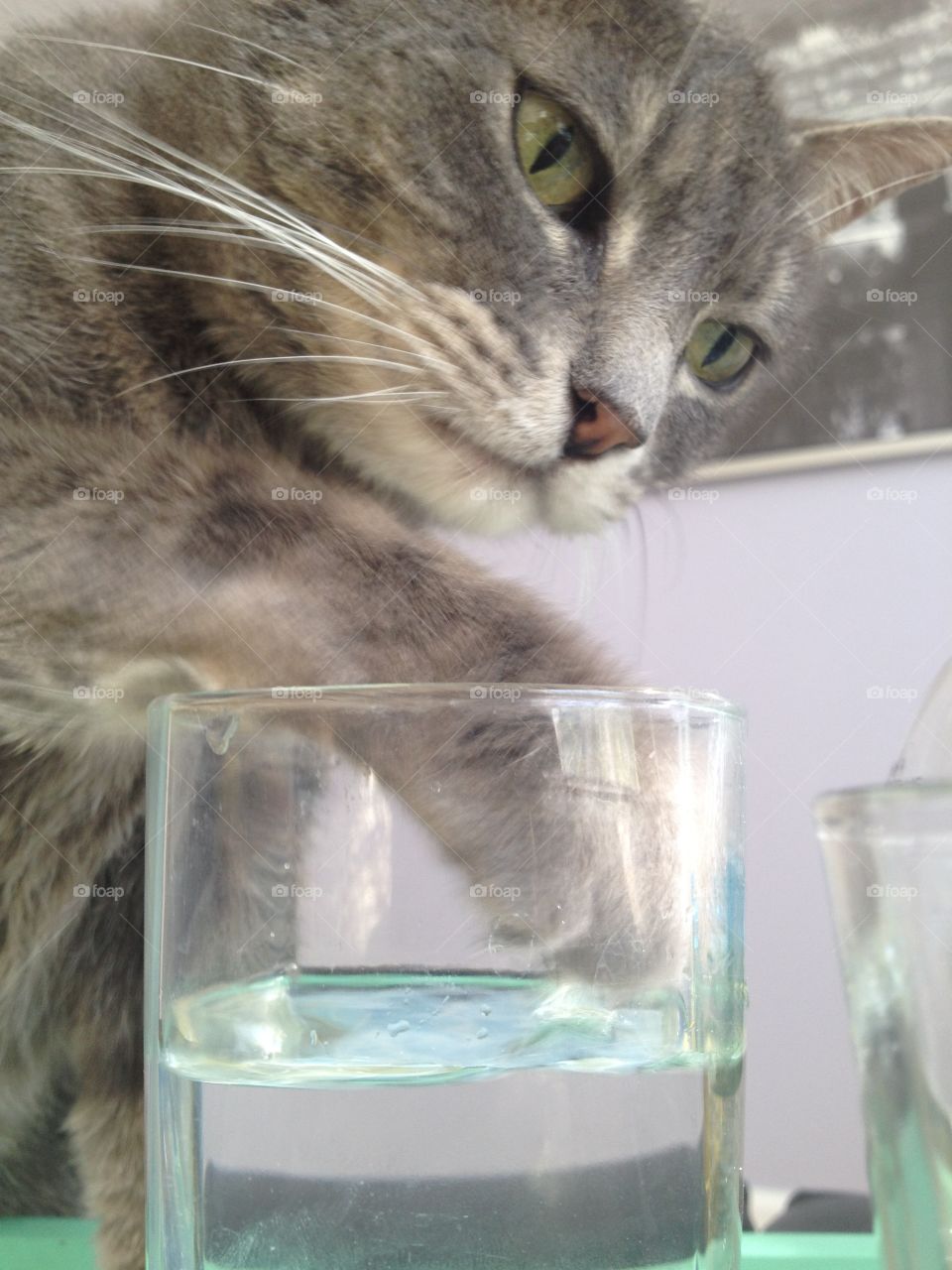 Thirsty Kitty.