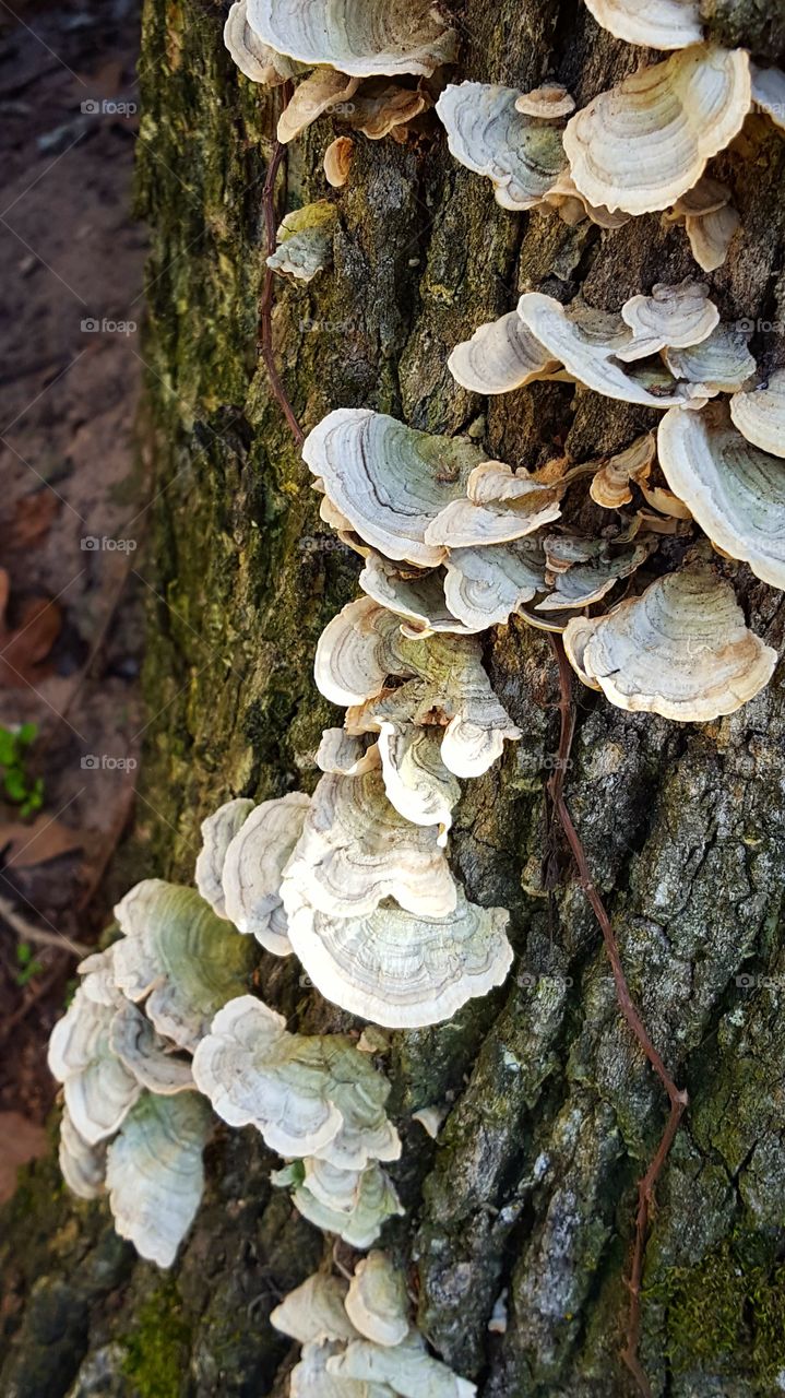 Interesting shelf mushrooms growing on a tree in our backyard.