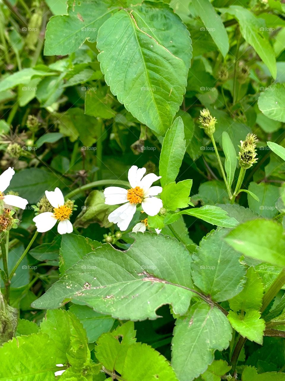 On a walk, I found these flowers/weeds! It’s a shame they’re considered weeds, the flowers are very pretty.